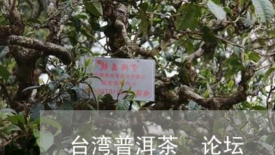 台湾普洱茶 论坛/2023031592594